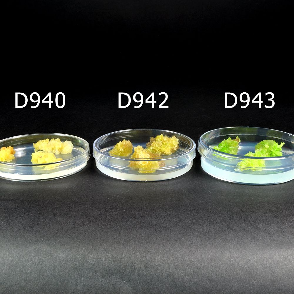 PYREX 3160 Petri Dishes – 100mm X 20mm, Borosilicate Glass – Pack Of 12